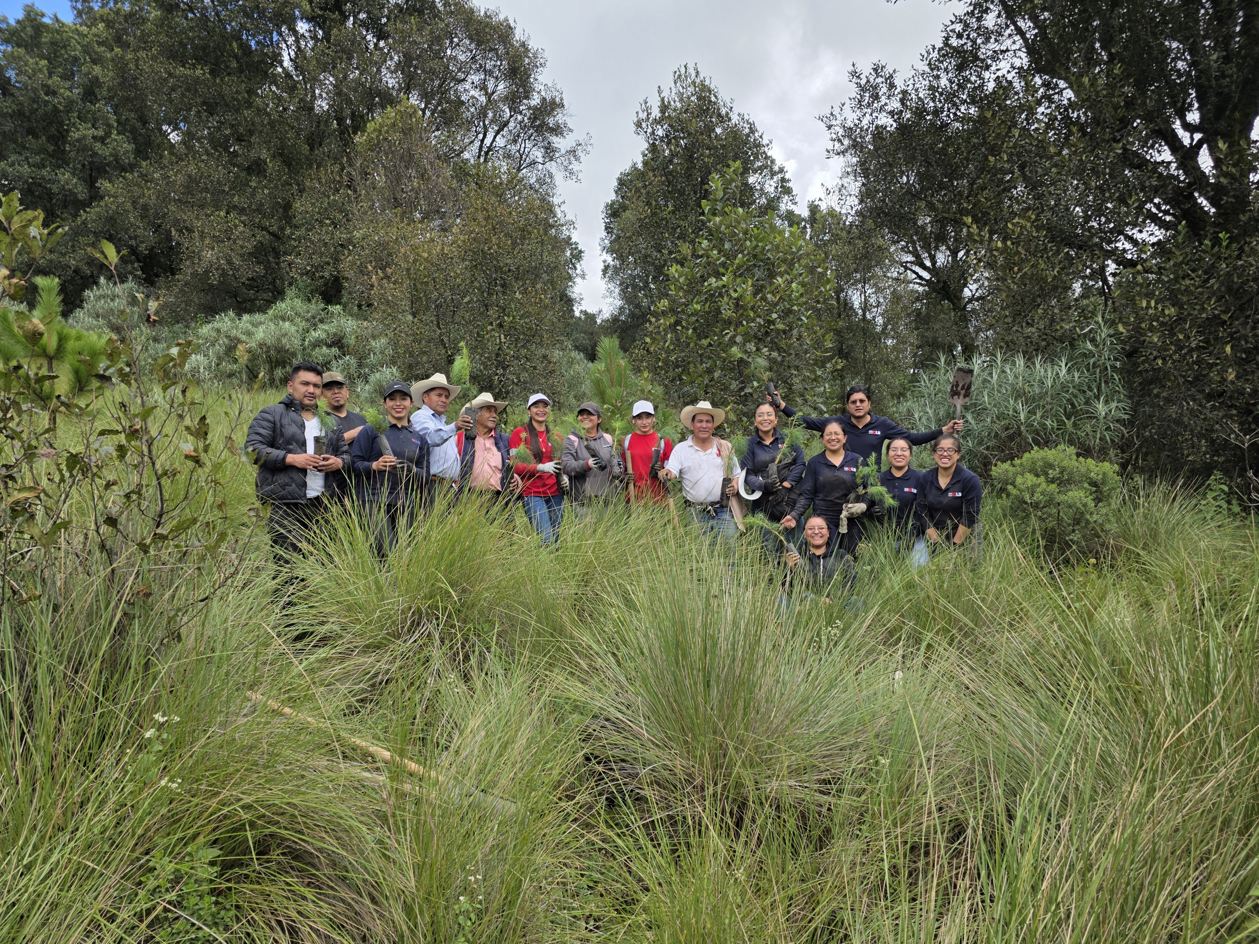 Reforestación Toluca
